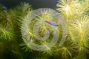 Closeup shot of neon tetra fish in the aquarium