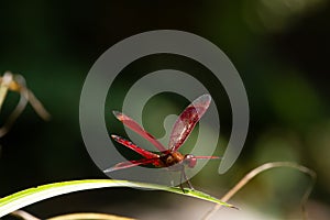 Closeup shot of a Neurothemis terminata dragonfly on a green leaf