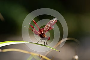 Closeup shot of a Neurothemis terminata dragonfly on a green leaf