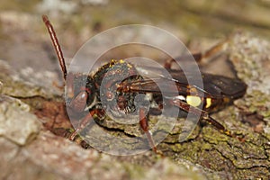 Closeup shot of a Nomada panzeri bee on a wooden surface