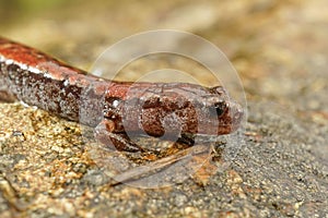 A closeup shot of North California slender salamander, Batrachoseps attenuatus, on wed wood surface