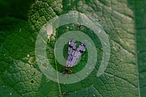 Closeup shot of an nsect on a nettle leaf