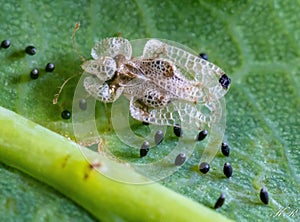 Closeup shot of an oak lace bug on a leaf surface