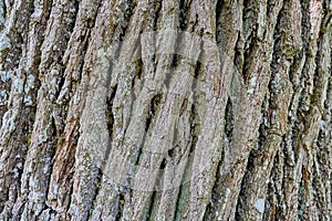 Closeup shot of oak tree trunk texture