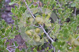 Closeup shot of oaks and leaves