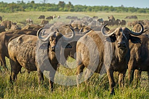 Closeup shot of obstinacy of buffalo in a green field on a sunny day photo