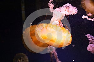 Closeup shot of Oklahoma Aquarium- Jenks