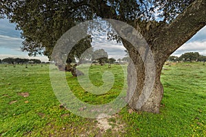 Closeup shot of an old big tree in a natural park in Arroyo de Luz, Spain photo