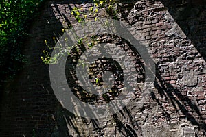 Closeup shot of an old brick wall overgrown with vegetation