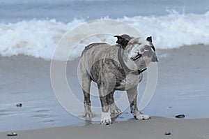 Closeup shot of an Olde English Bulldogge on a black collar looking up at a beach