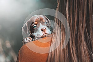 Closeup shot of an Olde English Bulldogge on the shoulder of a girl