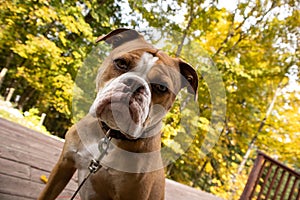 Closeup shot of an Olde English Bulldogge sitting on a wooden deck at the park with blur background