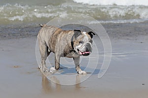 Closeup shot of an Olde English Bulldogge standing on the wet sand before the sea waves