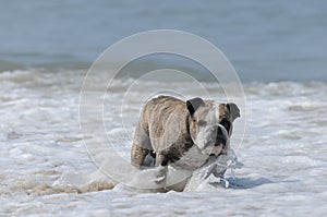 Closeup shot of an Olde English Bulldogge walking on the beach of a wavy sea