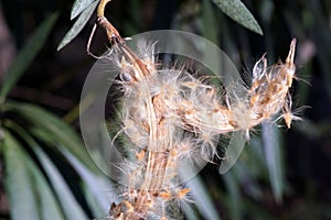 Closeup shot of an oleander follicle spreading seeds