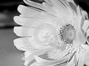 closeup shot of one side of gerbera daisy or barberton daisy flower in black and white..