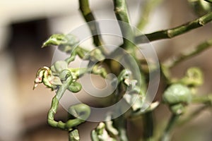 Closeup shot of one of the very beautiful types of Daun Patah Tulang photo