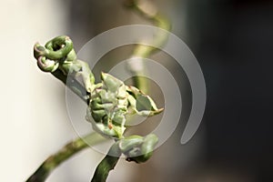 Closeup shot of one of the very beautiful types of Daun Patah Tulang photo