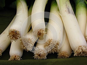 Closeup shot of onion leaks roots