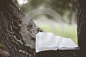 Closeup shot of an open bible on a tree with a blurred background
