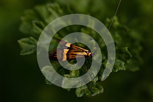 Closeup shot of an orange and black insect sitting on a green leaf