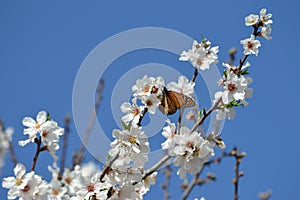 Closeup shot of an orange butterfly on a blooming cherry blossom tree branch