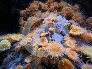 Closeup shot of orange coral polyps (Anthozoa) in an aquarium