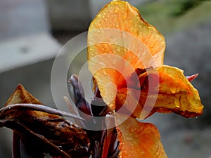 Closeup shot of the orange flower with waterdrops on the leaves on the blurred background