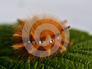 Closeup shot of an orange fuzzy patterned caterpillar