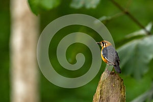 Closeup shot of an orange-headed thrush isolated on a blurred background