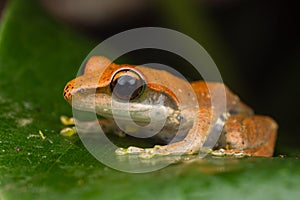 Closeup shot of an orange Leaf Frog in Ranomafana, Madagascar