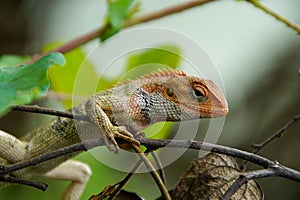 Closeup shot of an orange scaley lizard on a tree branch