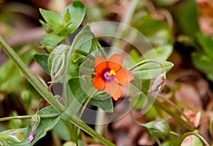 Closeup shot of an orange wild peony flower