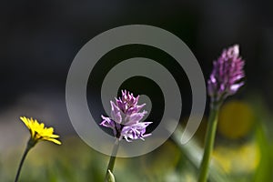 Closeup shot of Orchis Italica flower