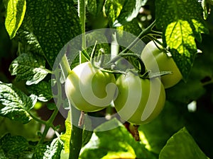 Closeup shot of organic grown bunch of unripe tomatoes growing on tomato plant