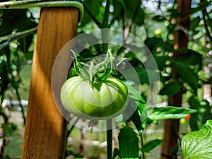 Closeup shot of organic grown green, unripe small green tomatoe growing on tomato plant in greenhouse