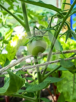 Closeup shot of organic grown unripe tomato growing on tomato plant