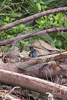 Closeup shot of a oriental magpie robin