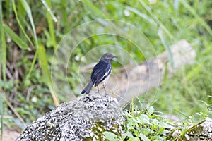 Closeup shot of a oriental magpie robin