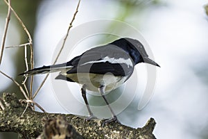 Closeup shot of a oriental magpie robin