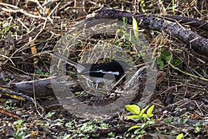 Closeup shot of a oriental magpie robin