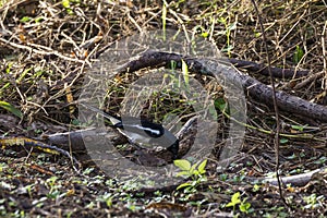 Closeup shot of a oriental magpie robin
