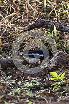 Closeup shot of a oriental magpie robin