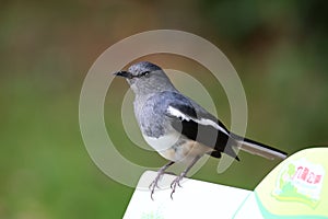 Closeup shot of an Oriental magpie-robin (Copsychus saularis) on the blurred background