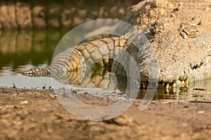 Closeup shot of an Orinoco crocodile coming out of the lake in Kruger National park