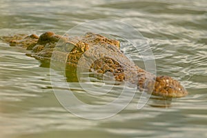 Closeup shot of an Orinoco crocodile swimming in the lake in Kruger National park