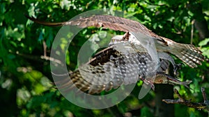 Closeup shot of an Osprey carrying fish