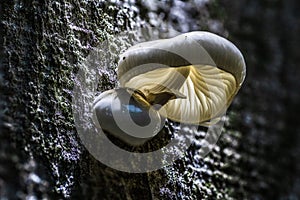 Closeup shot of the Oudemansiella mucida-Porcelain fungus growing in the forest