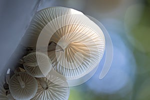 Closeup shot of the Oudemansiella mucida-Porcelain fungus growing in the forest