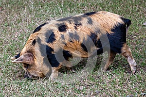 Closeup shot of Oxford sandy and back pig in the farm